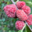 Кудранія Cudrania tricuspidata, Maclura tricuspidata, саджанці