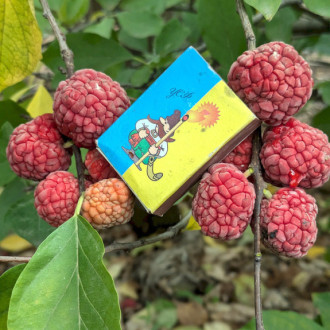 Кудранія Cudrania tricuspidata, Maclura tricuspidata, саджанці