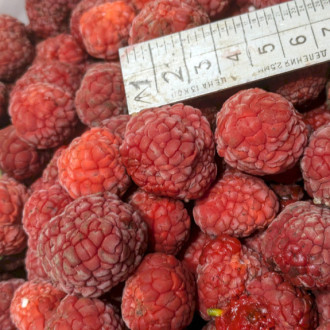 Кудранія Cudrania tricuspidata, Maclura tricuspidata, саджанці
