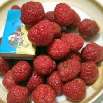 Кудранія Cudrania tricuspidata, Maclura tricuspidata, саджанці