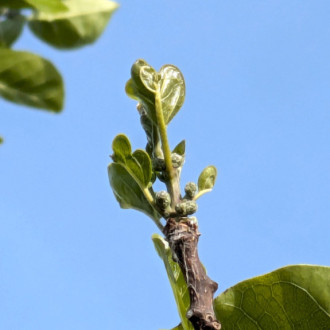 Кудранія Cudrania tricuspidata, Maclura tricuspidata, саджанці