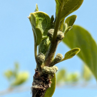 Кудранія Cudrania tricuspidata, Maclura tricuspidata, саджанці