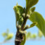 Кудранія Cudrania tricuspidata, Maclura tricuspidata, саджанці
