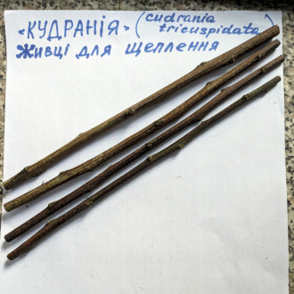 Кудранія, живці для щеплення, жіноча №1 рання (Cudrania tricuspidata, Maclura tricuspidata)