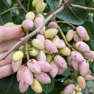 Саджанці Фісташки (Pistacia vera L., фісташка справжня)
