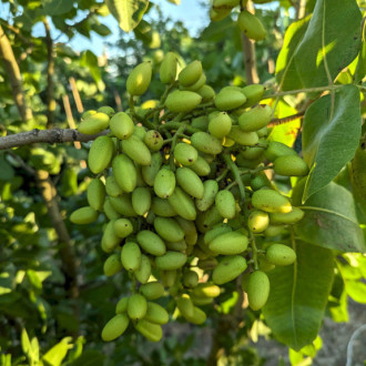 Саджанці Фісташки (Pistacia vera L., фісташка справжня)