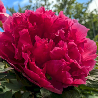 Саджанці півонії деревоподібної Toichy Ruby