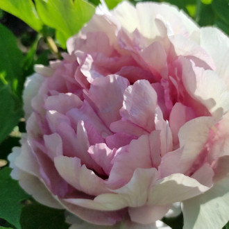 Саджанці півонії деревоподібної Zephyrus