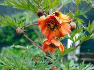 Саджанці півонії деревоподібної Paeonia potaninii Orange red