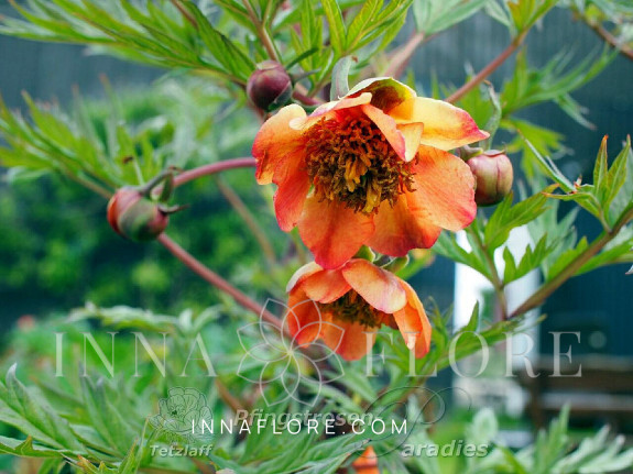 Саджанці півонії деревоподібної Paeonia potaninii Orange red
