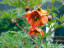 Саджанці півонії деревоподібної Paeonia potaninii Orange red