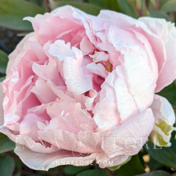 Саджанці півонії деревоподібної Peach Blossom  Covered With Snow Xue Ying Tao Hua