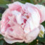 Саджанці півонії деревоподібної Peach Blossom  Covered With Snow Xue Ying Tao Hua