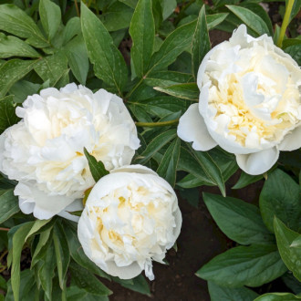 Саджанці півонії трав'янистої Baroness Schroeder
