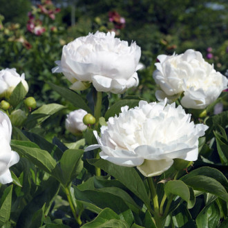Саджанці півонії трав'янистої Baroness Schroeder