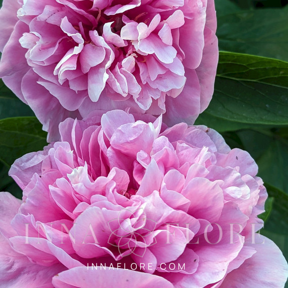 Саджанці півонії трав'янистої Carnation Bouquet