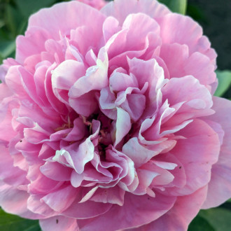 Саджанці півонії трав'янистої Carnation Bouquet