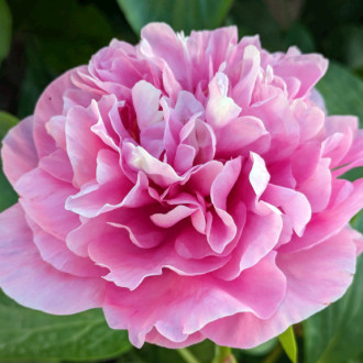 Саджанці півонії трав'янистої Carnation Bouquet