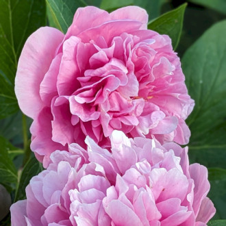Саджанці півонії трав'янистої Carnation Bouquet