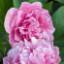 Саджанці півонії трав'янистої Carnation Bouquet