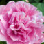 Саджанці півонії трав'янистої Carnation Bouquet