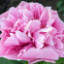 Саджанці півонії трав'янистої Carnation Bouquet