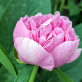 Саджанці півонії трав'янистої Carnation Bouquet