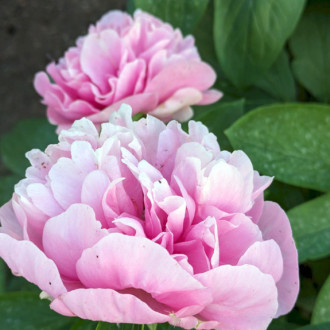 Саджанці півонії трав'янистої Carnation Bouquet