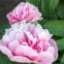 Саджанці півонії трав'янистої Carnation Bouquet
