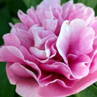 Саджанці півонії трав'янистої Carnation Bouquet