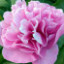 Саджанці півонії трав'янистої Carnation Bouquet