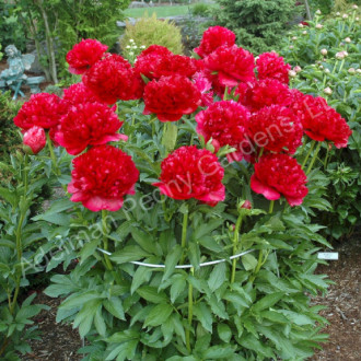 Саджанці півонії трав'янистої Christmas Velvet