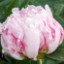 Саджанці півонії трав'янистої Dianne