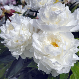 Саджанці півонії трав'янистої Gardenia
